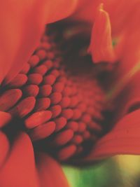 Extreme close up of flower head