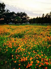 Scenic view of field against sky during sunset