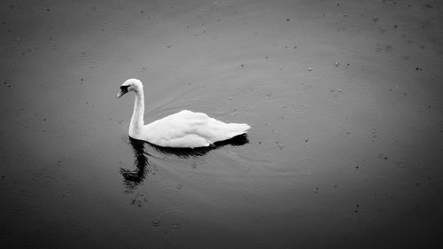 High angle view of swan swimming on lake