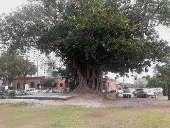 Cars parked on road by trees