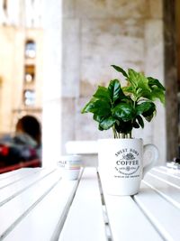 Relaxing coffee break in front of a coffee plant during office hours