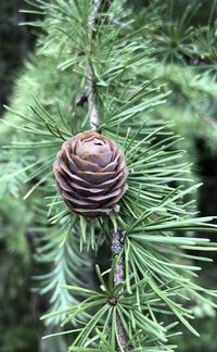 Close-up of pine cone on tree