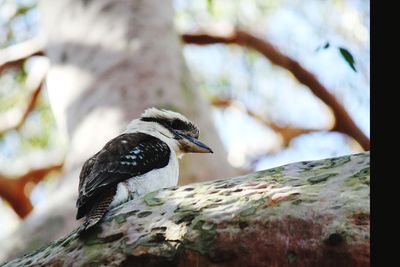 Low angle view of bird perching on rock