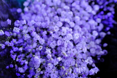 Close-up of purple flowering plant