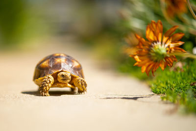 A baby sulcata tortoise walking on a path.