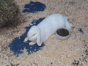 High angle view of duck sleeping