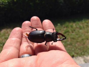 Cropped image of hand with beetle