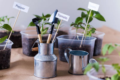 Close-up of potted plant on table