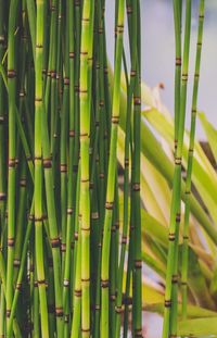 Full frame shot of bamboo plants