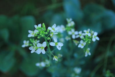 Close-up of flowering plant