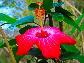 Close-up of red flowering plant
