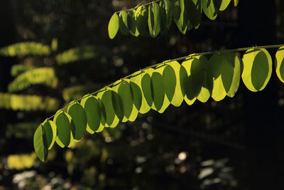 Close-up of fern leaves