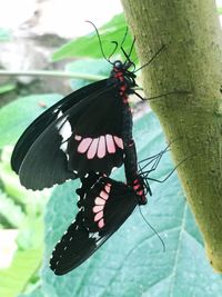 Butterfly on flower