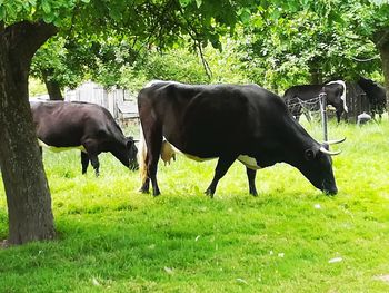 Horses grazing in a field