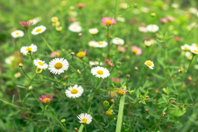 Close-up of daisy flowers on field