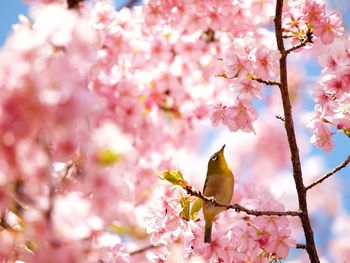 Japanese white-eye perching on cherry tree branch