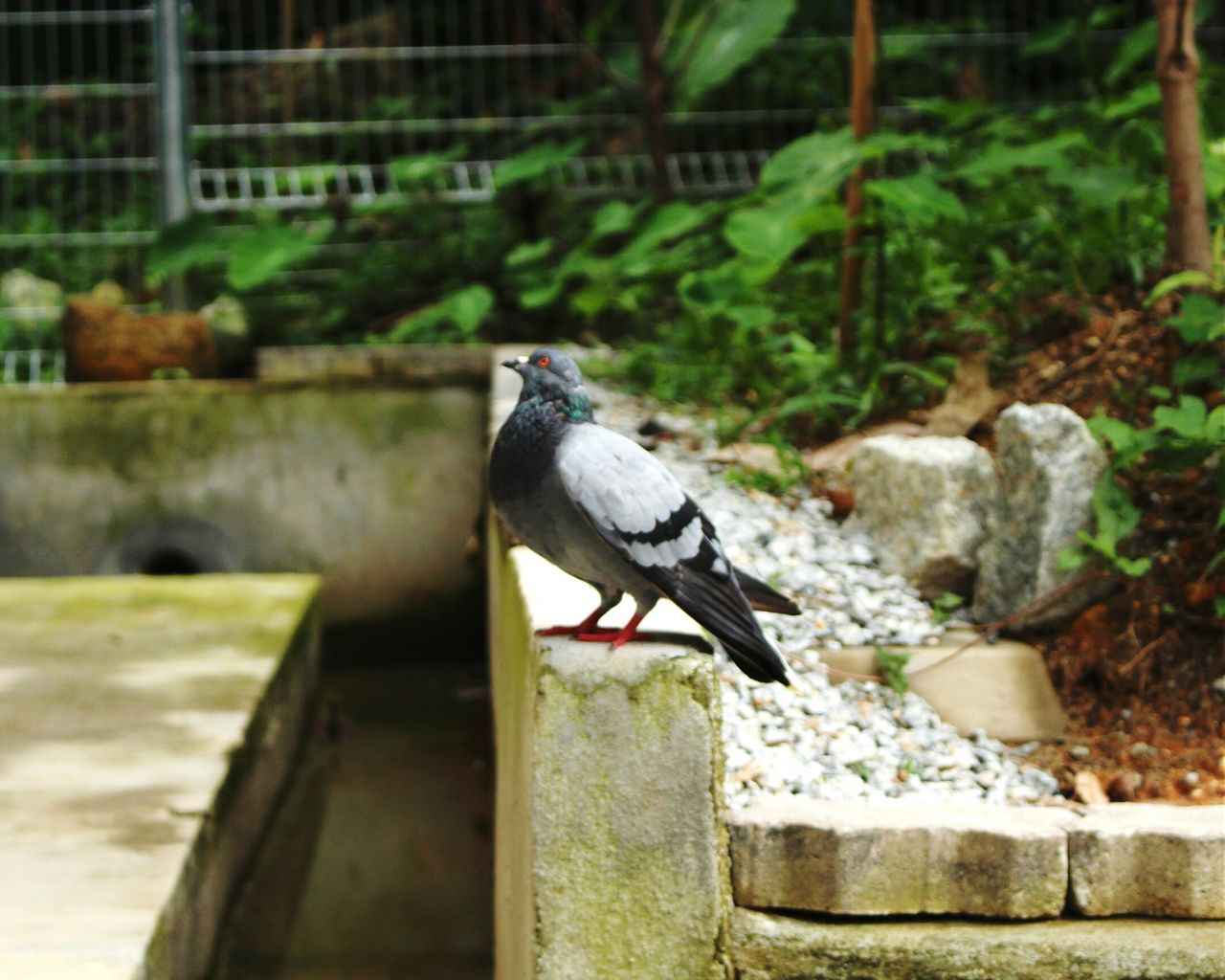 bird, one animal, animal themes, animals in the wild, wildlife, focus on foreground, perching, close-up, day, outdoors, nature, side view, pigeon, wood - material, full length, no people, black color, retaining wall, selective focus, bench