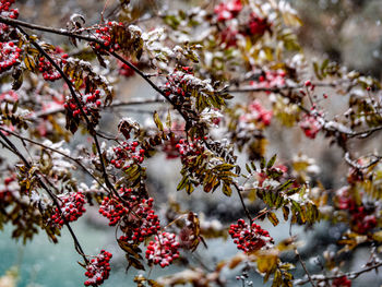 Close-up of fruits on tree