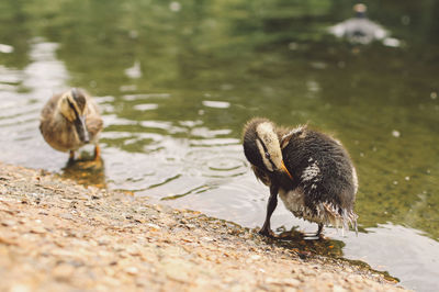 Ducks at lakeshore