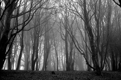 Bare trees in forest