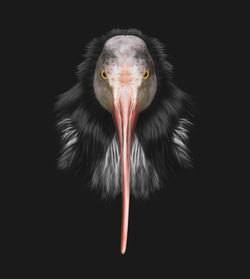 Close-up portrait of bird against black background