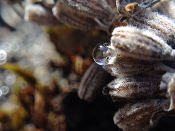 Close-up of plant against blurred background