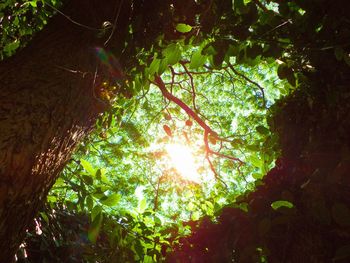 Low angle view of trees