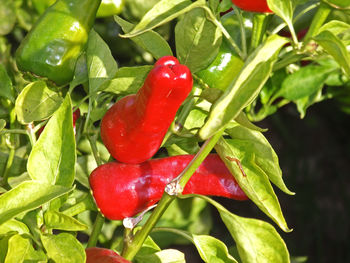 Close-up of red berries on plant