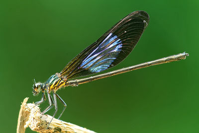 Close-up of moth perching on leaf