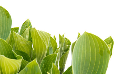Close-up of leaves against white background