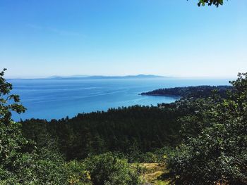 Scenic view of forest against clear blue sky