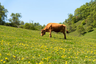 Horses in a field