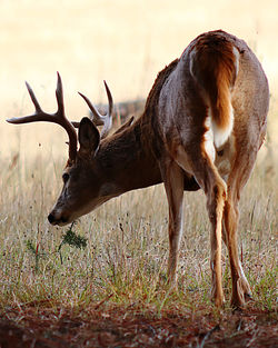 Side view of deer on field