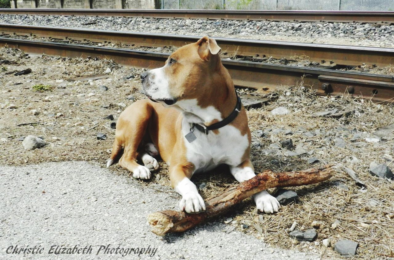 animal themes, domestic animals, mammal, one animal, pets, livestock, brown, dog, zoology, day, standing, outdoors, vertebrate, full length, side view, street, no people, relaxation, sunlight, animal