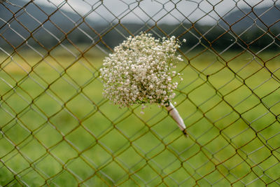 Close-up of flowering plants on field seen through chainlink fence