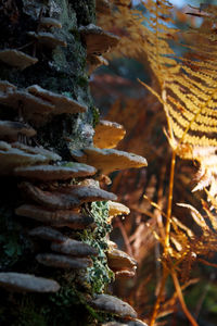 Close-up of mushroom growing in forest