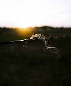 Close-up of dead plant on field