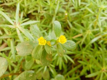 Close-up of yellow flower blooming in field