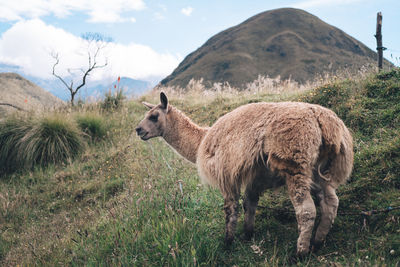 Sheep standing in a field