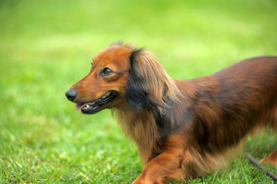 Side view of dog looking away on field