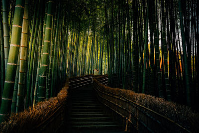 View of bamboo trees in forest