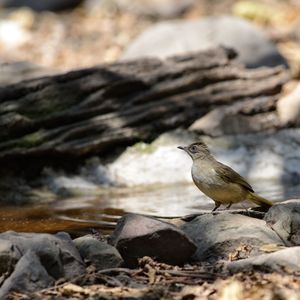 Close-up of bird perching on rock