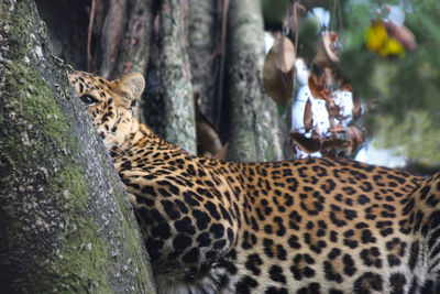 Full length of a cat on tree trunk in zoo