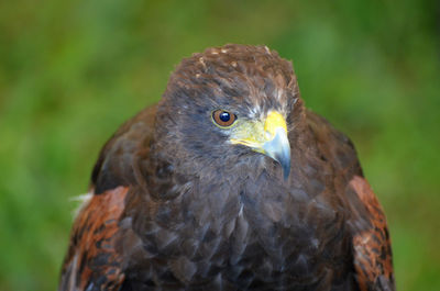 Direct look into the face of a large falcon bird.