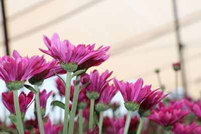 Close-up of pink flowering plants