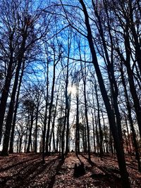Bare trees in forest against sky
