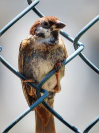 Close-up of bird perching on branch