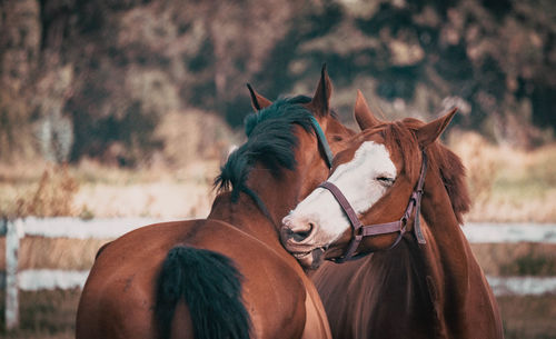 Horse love 