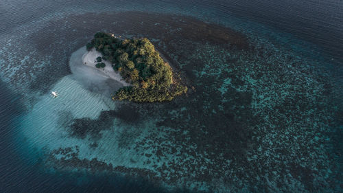 High angle view of coral in sea