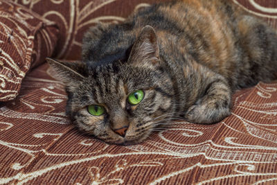 Cat with green eyes lies on the couch